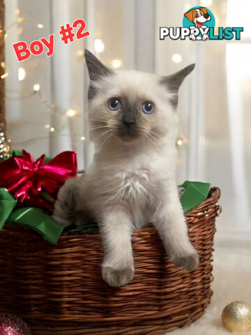 GORGEOUS FLUFFY PUREBRED RAGDOLL KITTENS