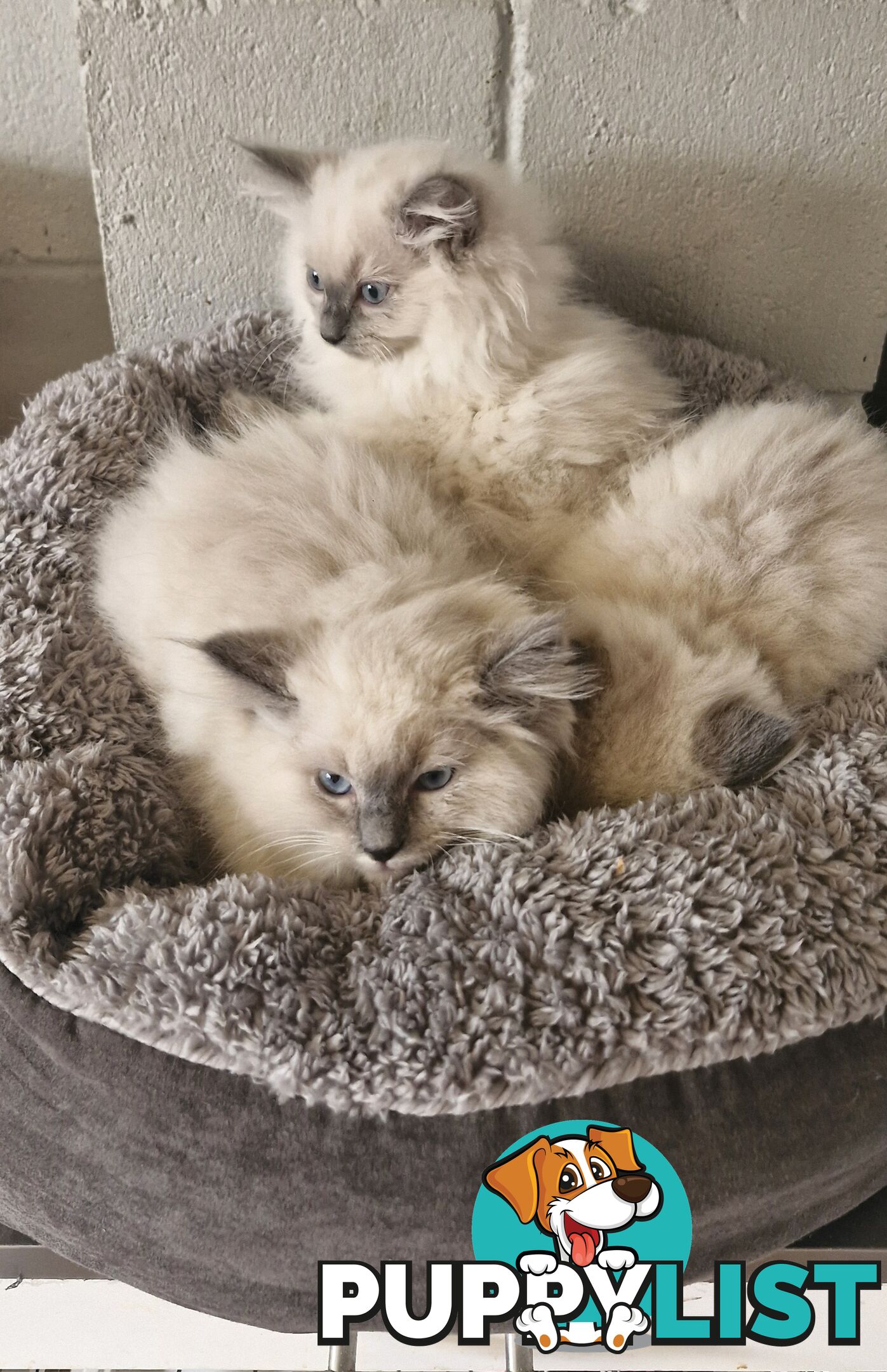 BEAUTIFUL RAGDOLL KITTENS