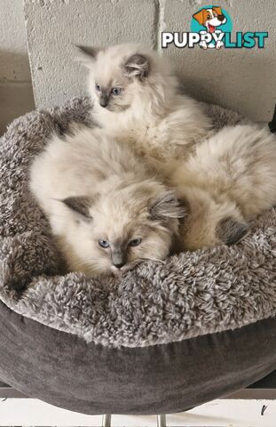BEAUTIFUL RAGDOLL KITTENS