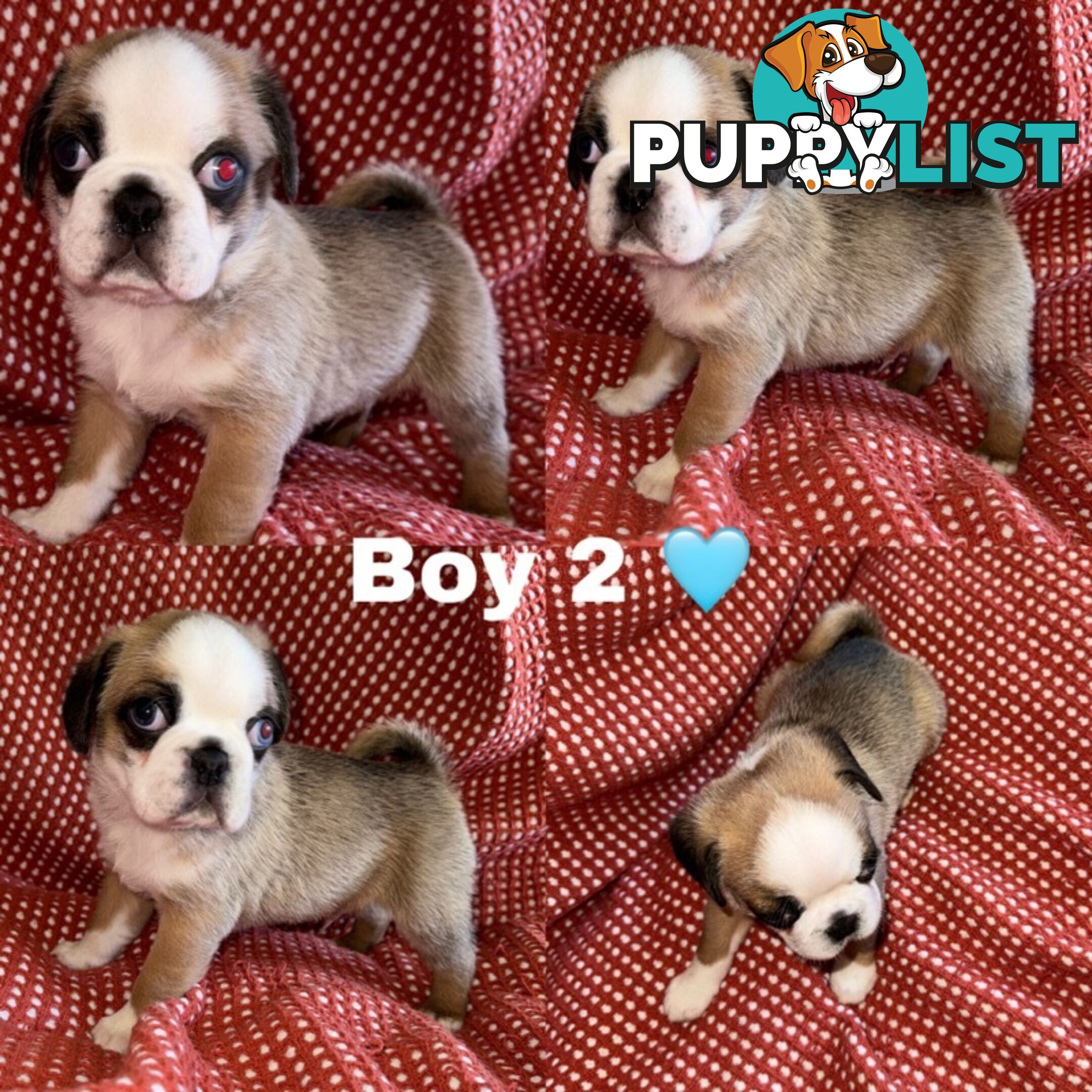 ADORABLE  BUGG PUPPIES COMING SOON!!! 