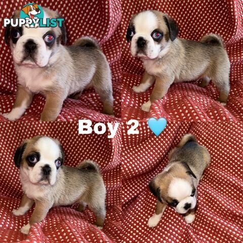 ADORABLE  BUGG PUPPIES COMING SOON!!! 