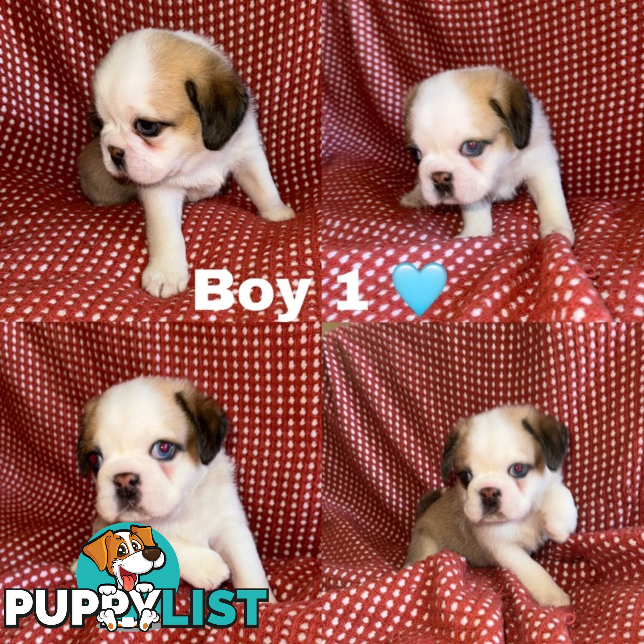 ADORABLE  BUGG PUPPIES COMING SOON!!! 