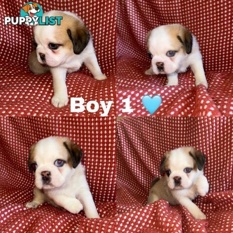 ADORABLE  BUGG PUPPIES COMING SOON!!! 