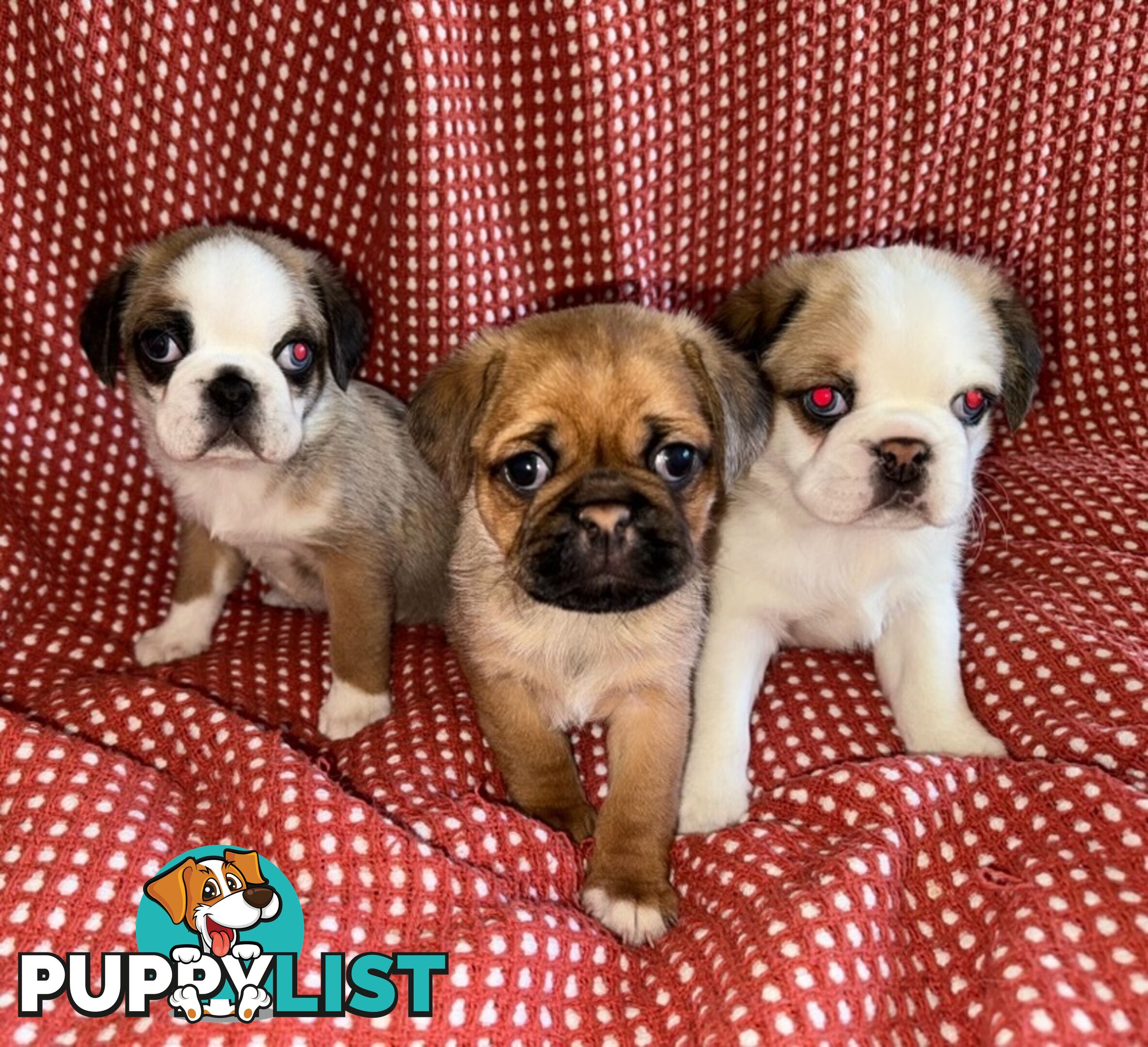 ADORABLE  BUGG PUPPIES COMING SOON!!! 