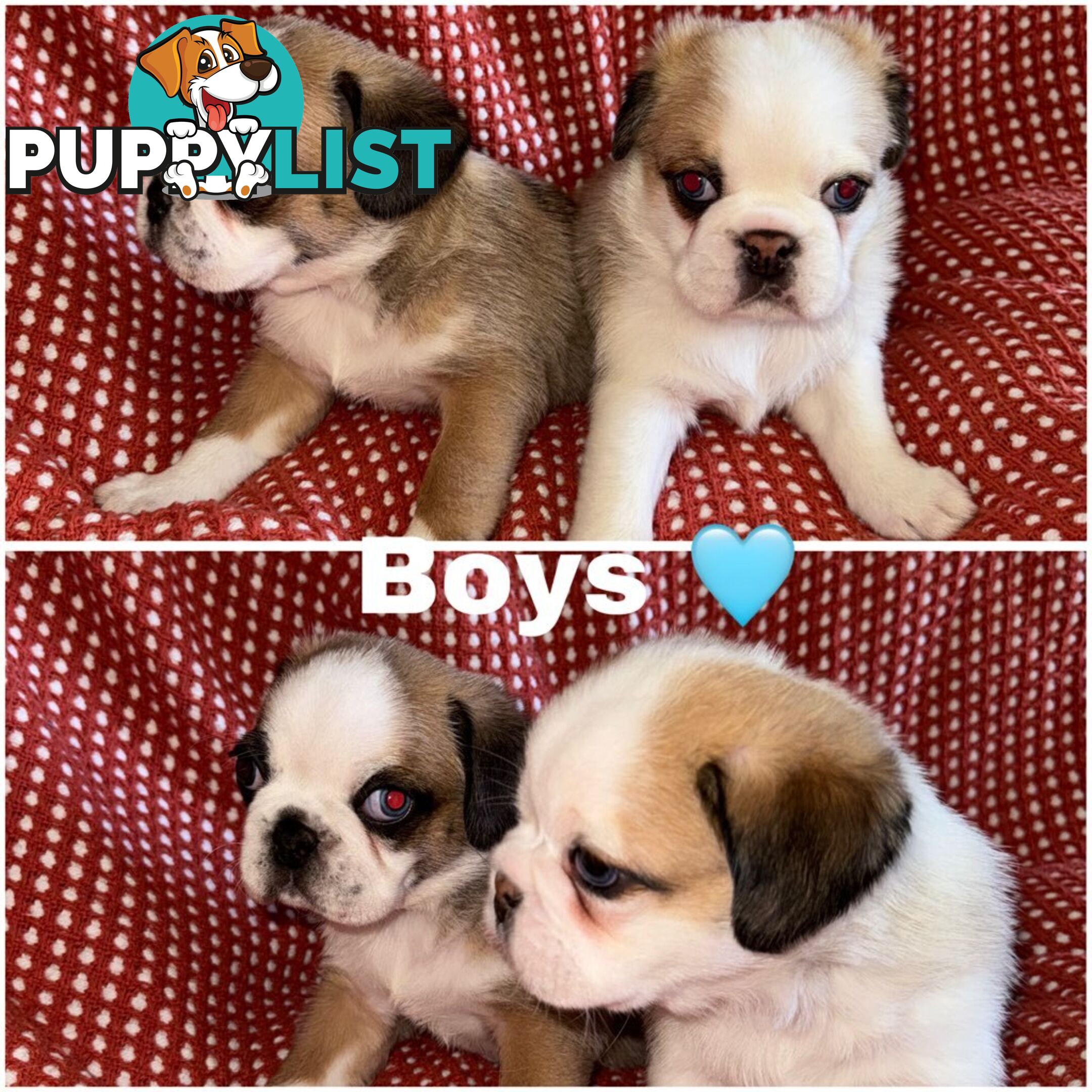 ADORABLE  BUGG PUPPIES COMING SOON!!! 