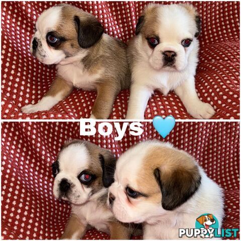 ADORABLE  BUGG PUPPIES COMING SOON!!! 