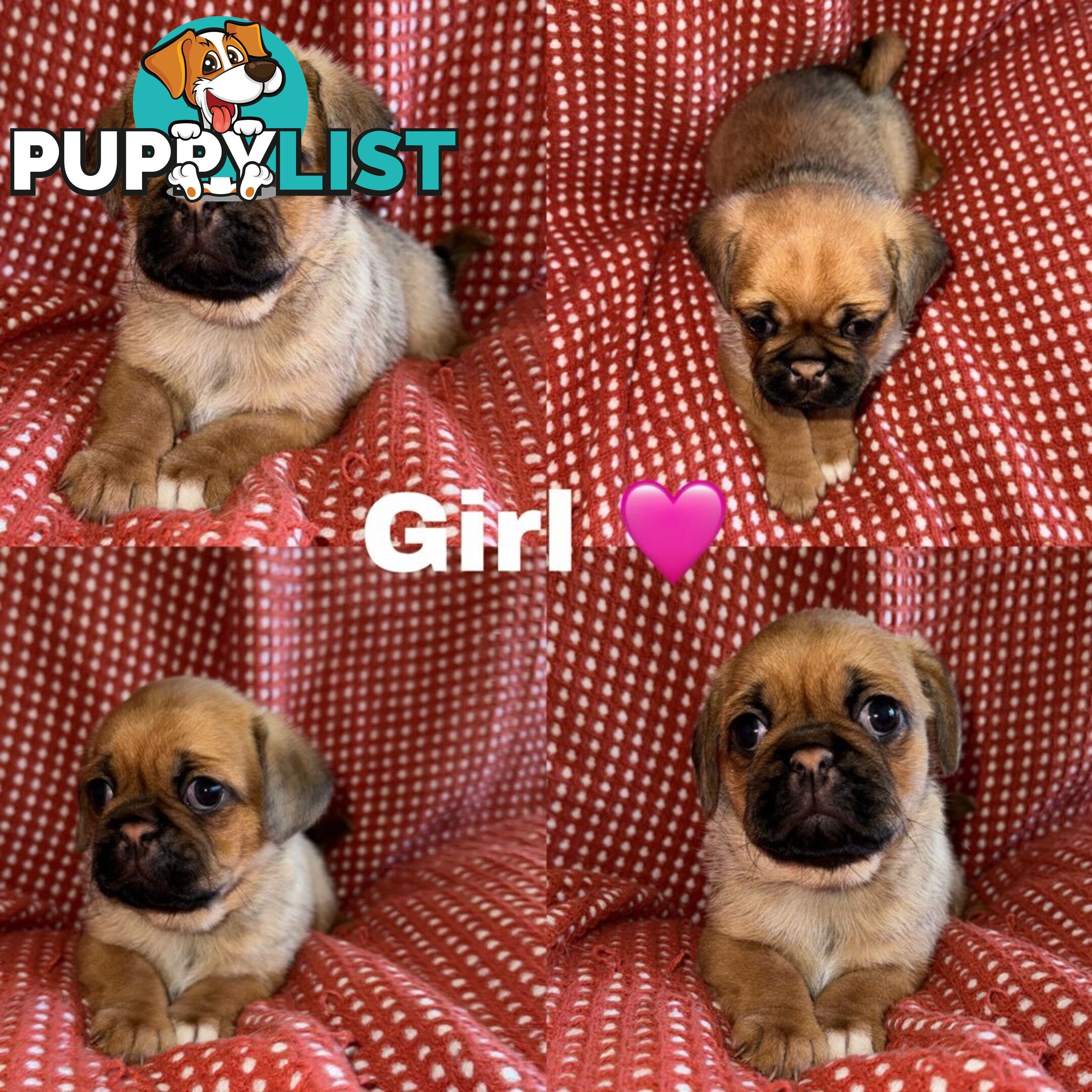 ADORABLE  BUGG PUPPIES COMING SOON!!! 