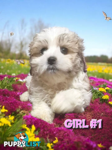 ADORABLE FLUFFY LHATESE PUPPIES