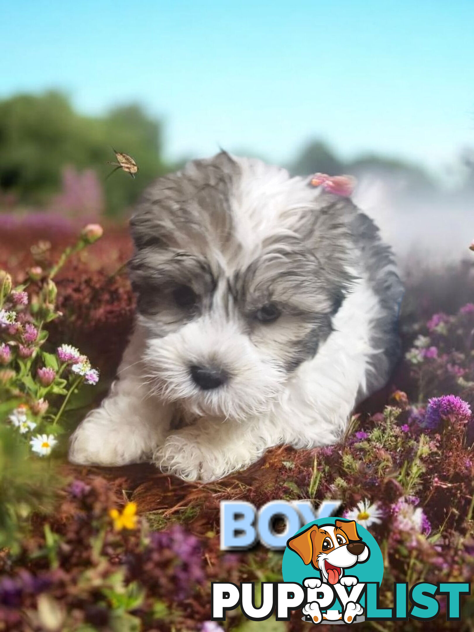 ADORABLE FLUFFY LHATESE PUPPIES