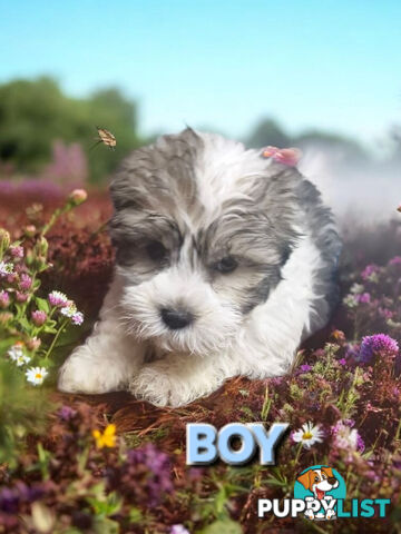 ADORABLE FLUFFY LHATESE PUPPIES