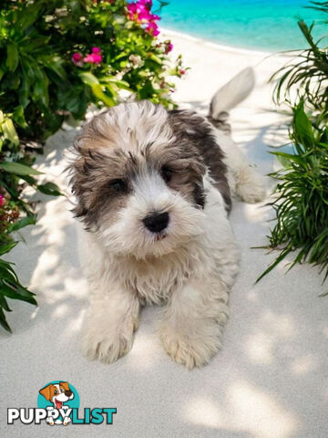 LAST BEAUTIFUL BOY LHATESE PUPPY