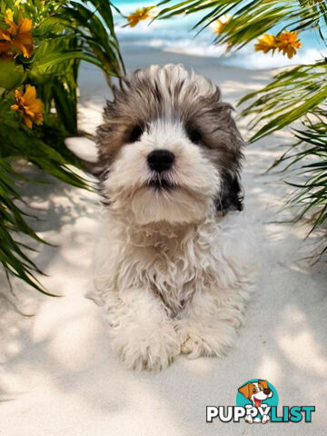 LAST BEAUTIFUL BOY LHATESE PUPPY