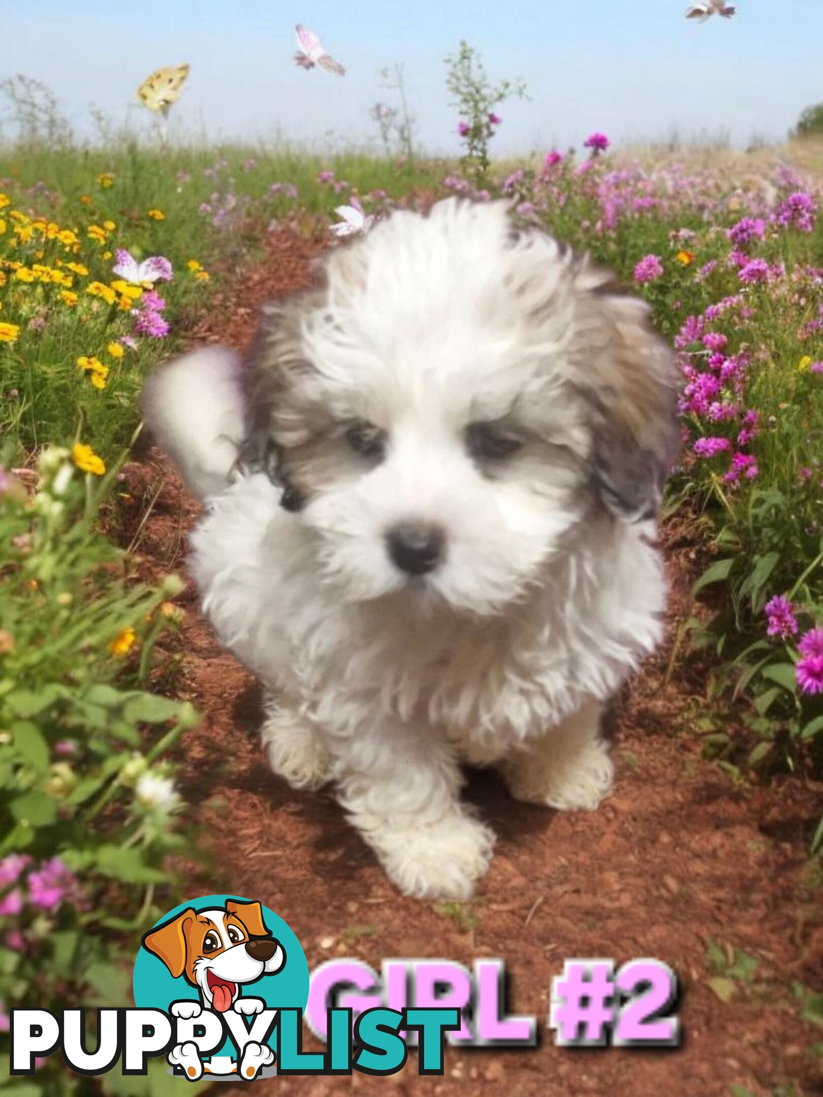 ADORABLE FLUFFY LHATESE PUPPIES