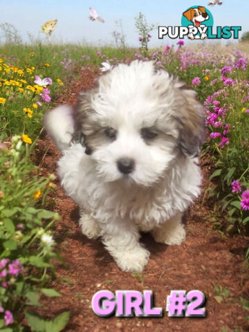 ADORABLE FLUFFY LHATESE PUPPIES