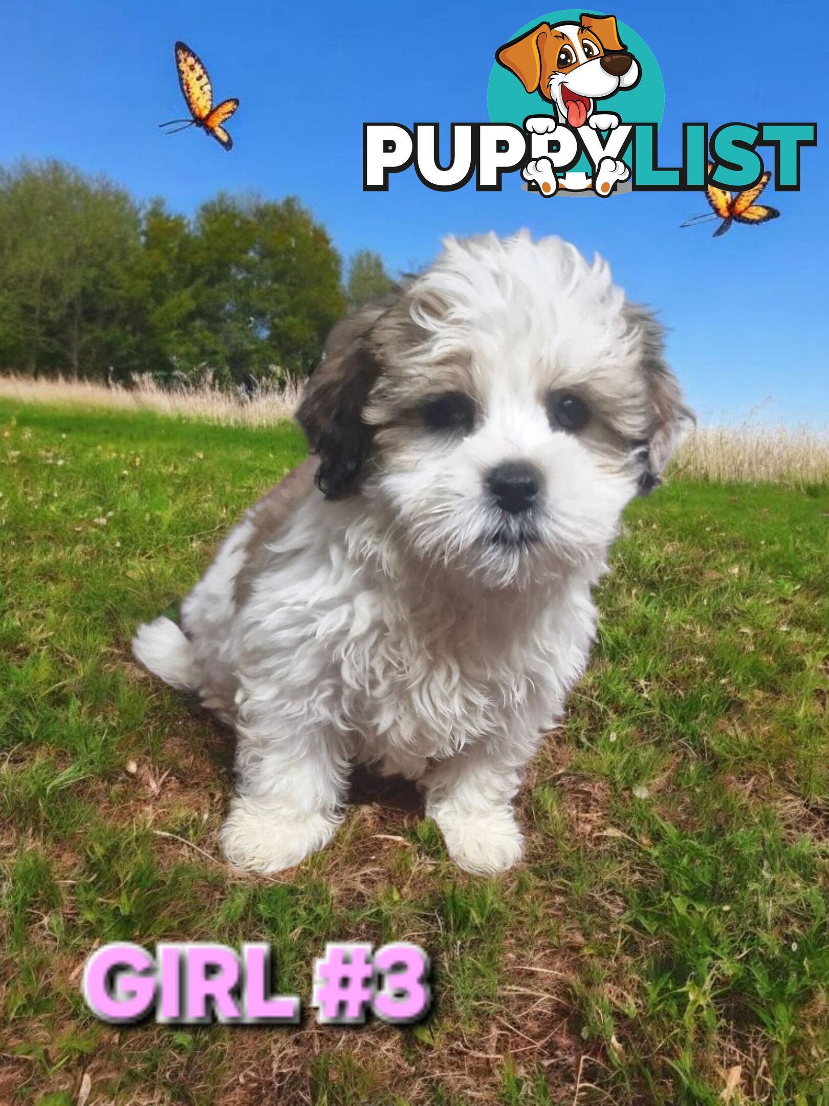 ADORABLE FLUFFY LHATESE PUPPIES