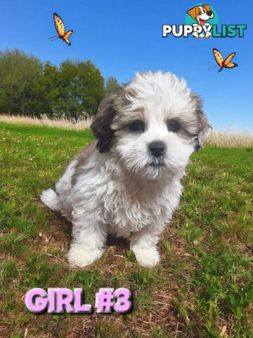 ADORABLE FLUFFY LHATESE PUPPIES
