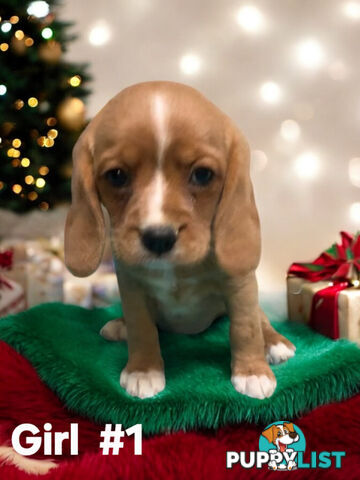 STUNNING BEAGLIER PUPPIES 