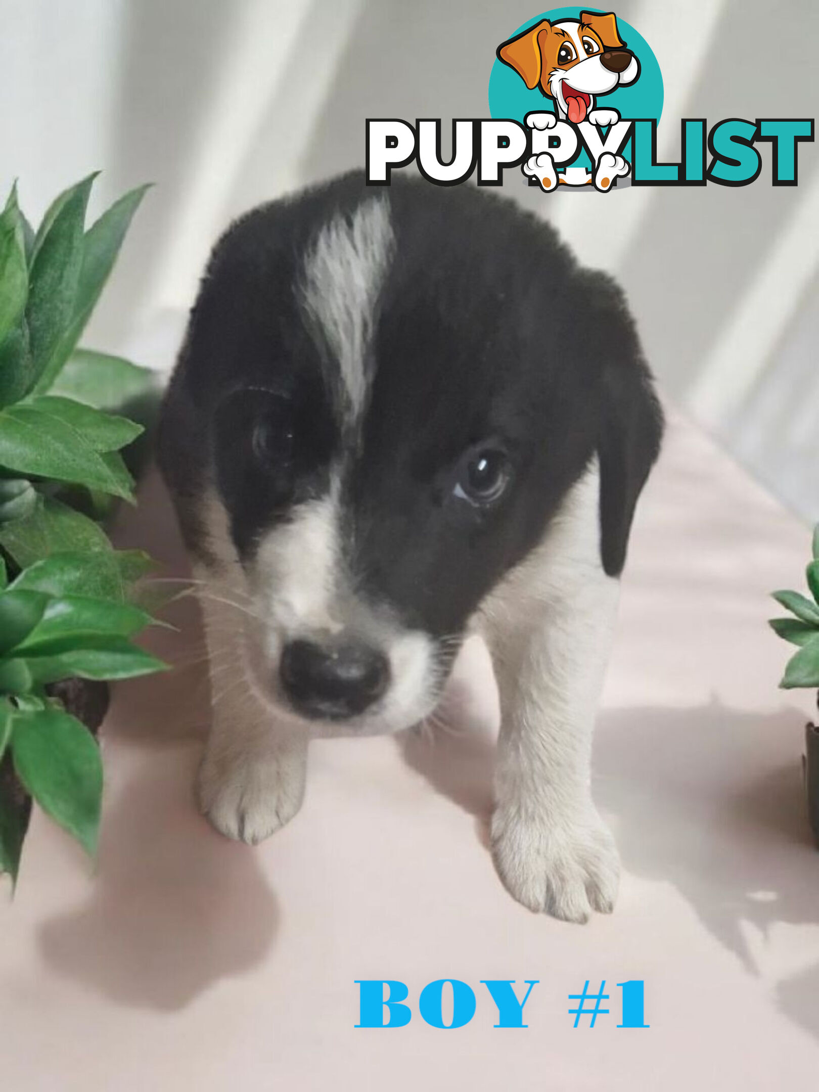 STUNNING PUREBRED  BORDER COLLIE PUPPIES