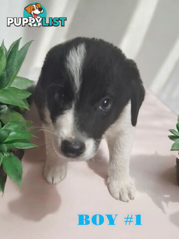 STUNNING PUREBRED  BORDER COLLIE PUPPIES