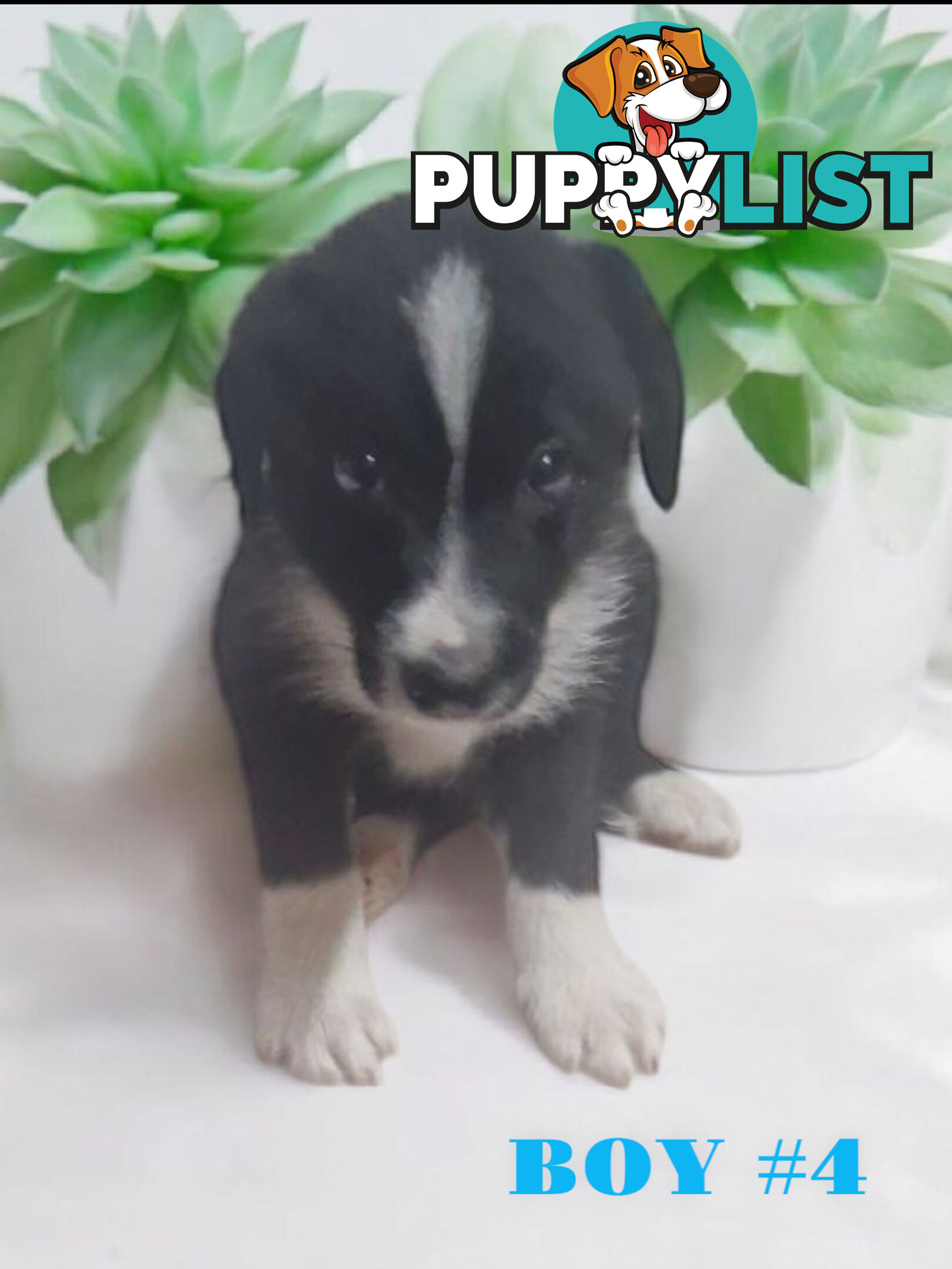 STUNNING PUREBRED  BORDER COLLIE PUPPIES