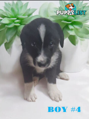 STUNNING PUREBRED  BORDER COLLIE PUPPIES