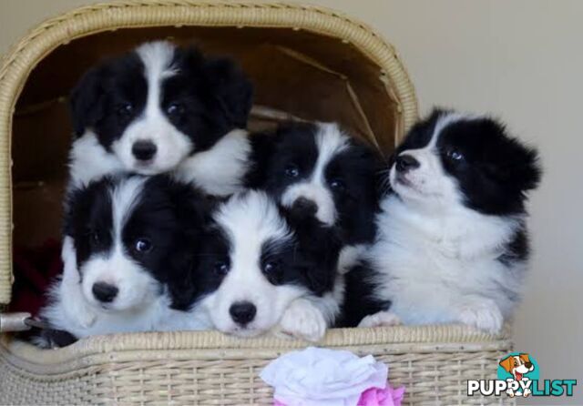 STUNNING PUREBRED  BORDER COLLIE PUPPIES