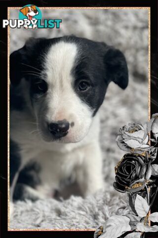 STUNNING PUREBRED  BORDER COLLIE PUPPIES