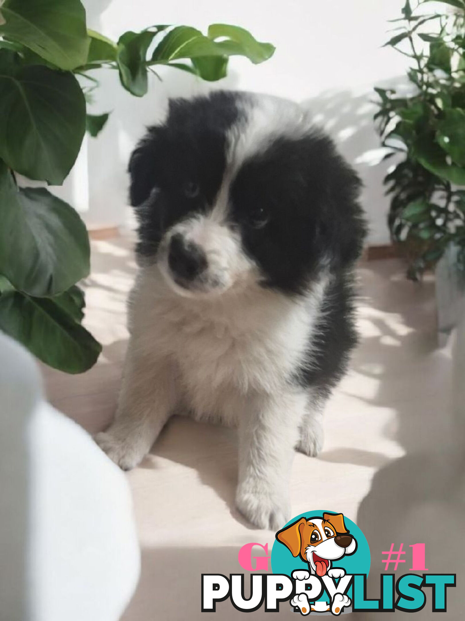 STUNNING PUREBRED  BORDER COLLIE PUPPIES