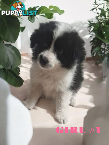 STUNNING PUREBRED  BORDER COLLIE PUPPIES