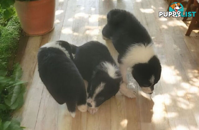 STUNNING PUREBRED  BORDER COLLIE PUPPIES