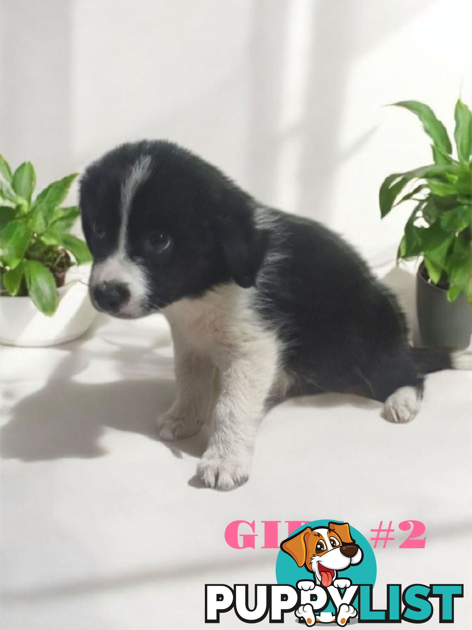 STUNNING PUREBRED  BORDER COLLIE PUPPIES