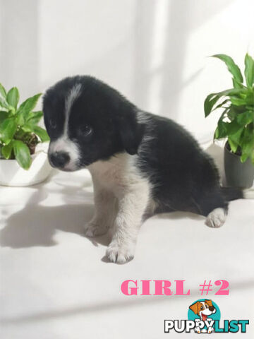 STUNNING PUREBRED  BORDER COLLIE PUPPIES