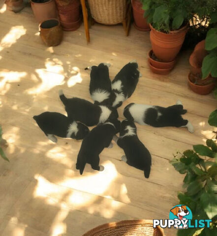 STUNNING PUREBRED  BORDER COLLIE PUPPIES