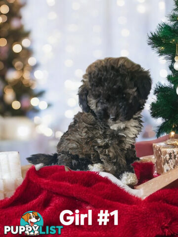 Tiny Toy Jackoodle Puppies