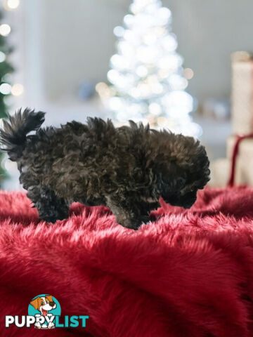 Tiny Toy Jackoodle Puppies