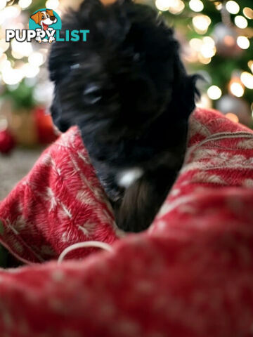 Tiny Toy Jackoodle Puppies