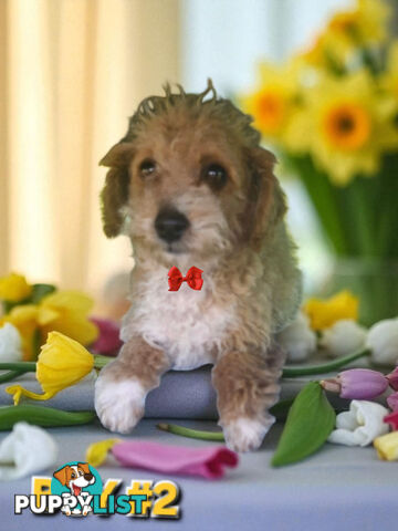 BEAUTIFULLY SASSY JACKOODLE PUPPIES
