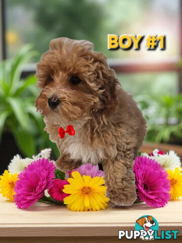 BEAUTIFULLY SASSY JACKOODLE PUPPIES