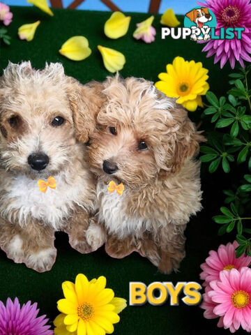 BEAUTIFULLY SASSY JACKOODLE PUPPIES