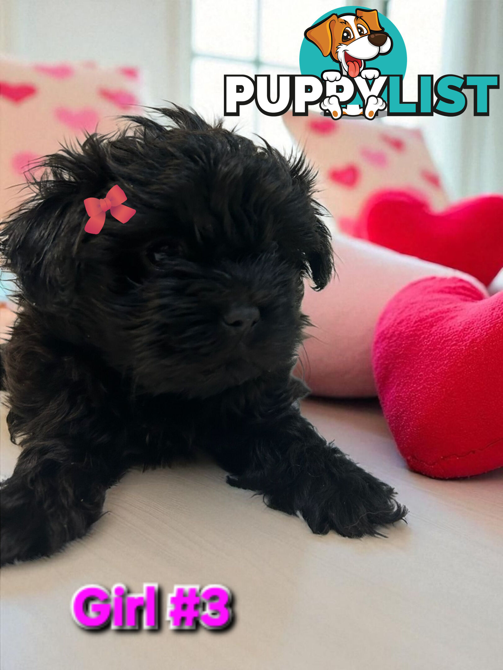 ADORABLE FLUFFY MALTESE X SHIHTZU PUPPIES  