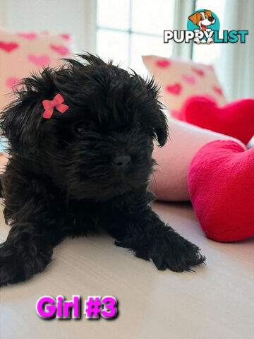 ADORABLE FLUFFY MALTESE X SHIHTZU PUPPIES  