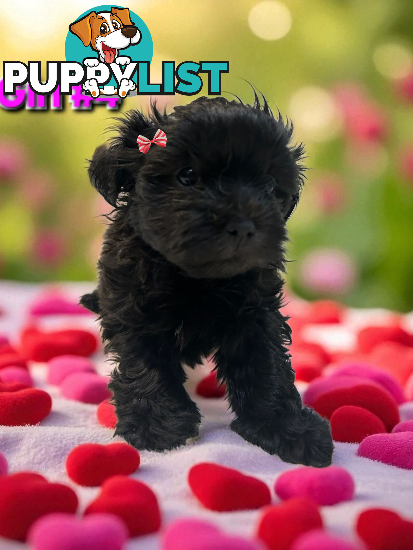 ADORABLE FLUFFY MALTESE X SHIHTZU PUPPIES  
