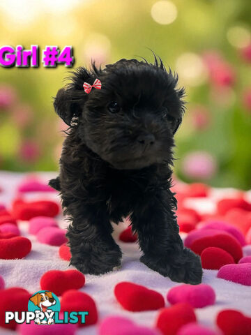 ADORABLE FLUFFY MALTESE X SHIHTZU PUPPIES  