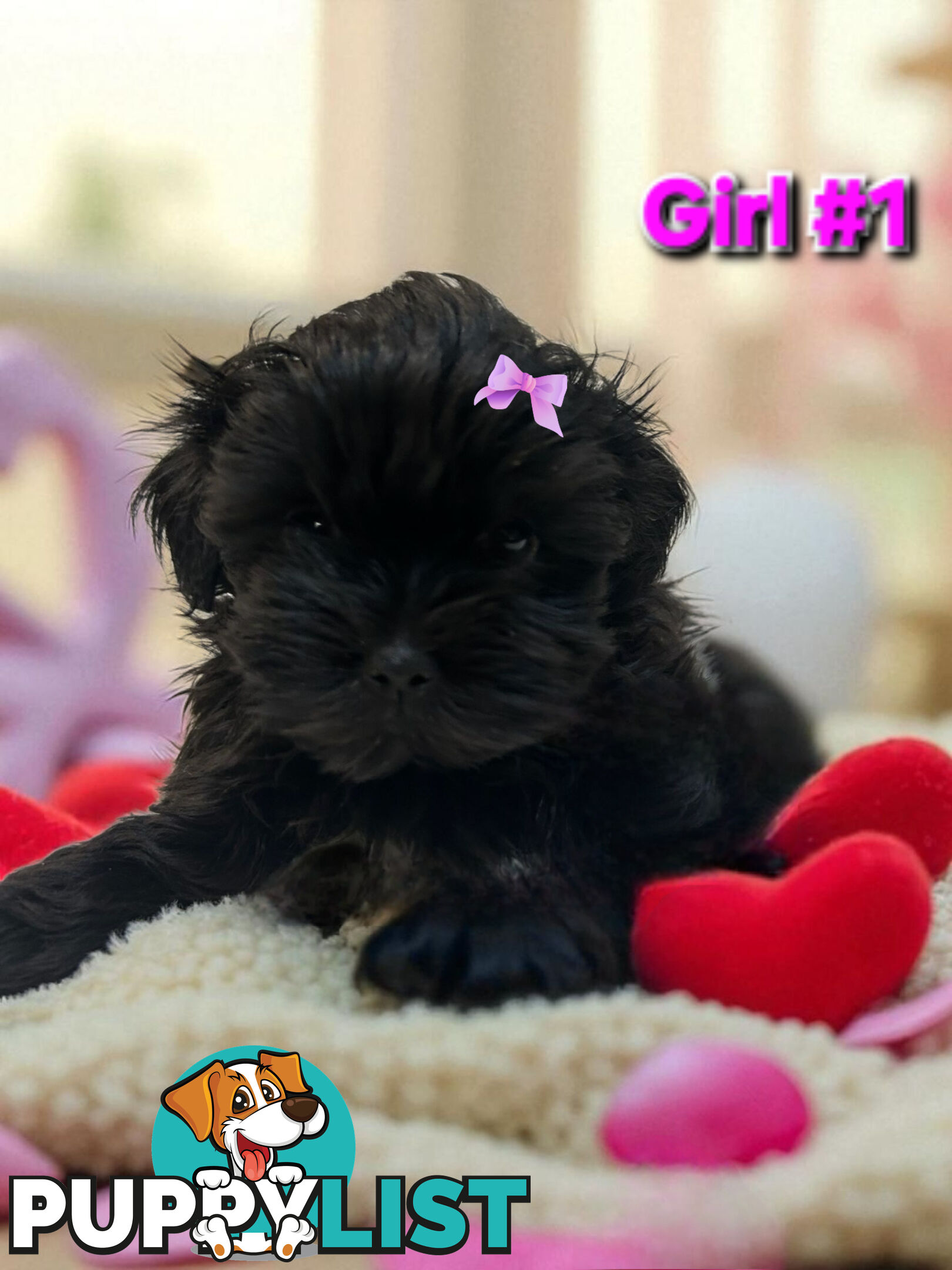 ADORABLE FLUFFY MALTESE X SHIHTZU PUPPIES  