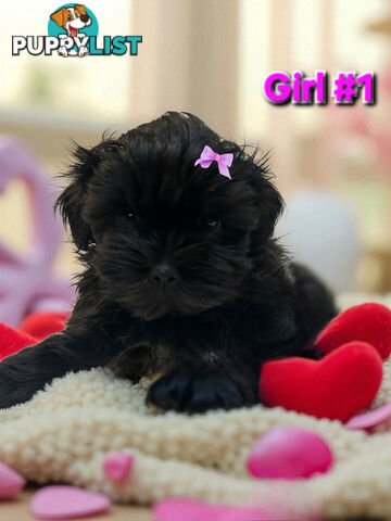 ADORABLE FLUFFY MALTESE X SHIHTZU PUPPIES  