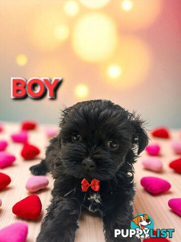 ADORABLE FLUFFY MALTESE X SHIHTZU PUPPIES  