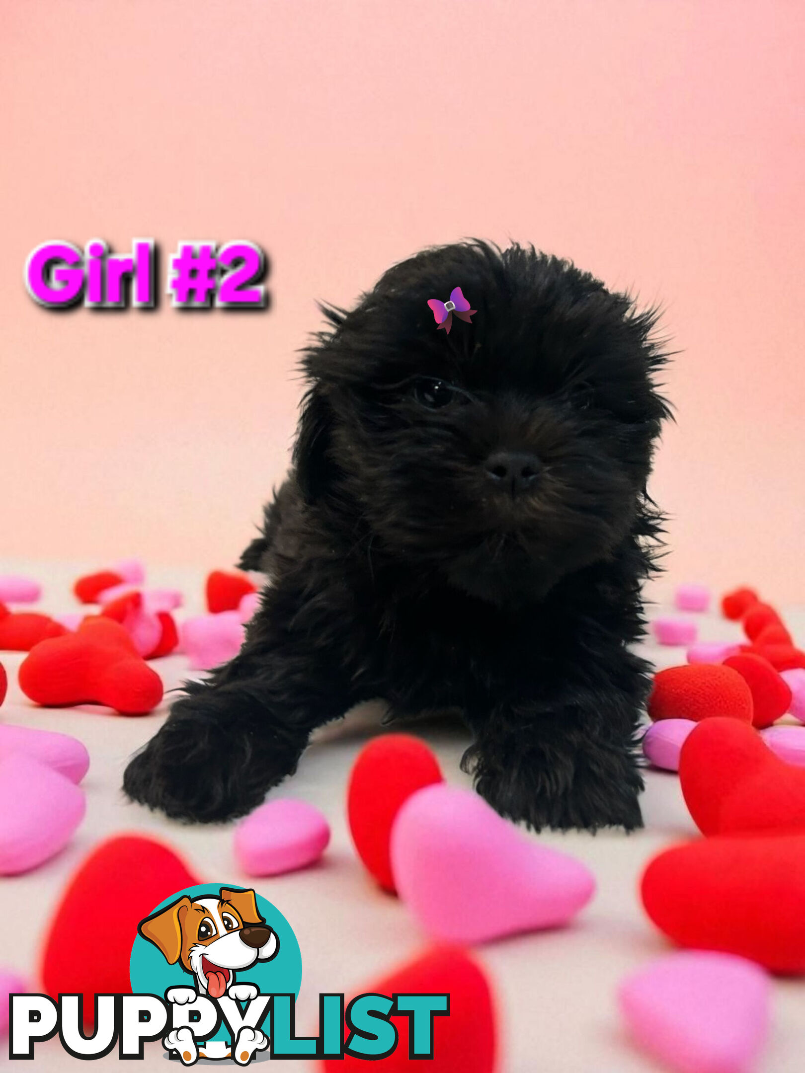ADORABLE FLUFFY MALTESE X SHIHTZU PUPPIES  
