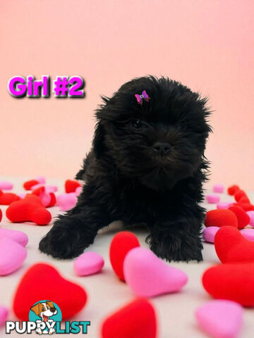 ADORABLE FLUFFY MALTESE X SHIHTZU PUPPIES  