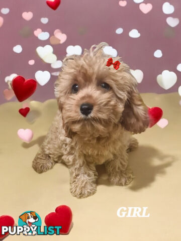 STUNNING RUBY RED CAVOODLE PUPPIES