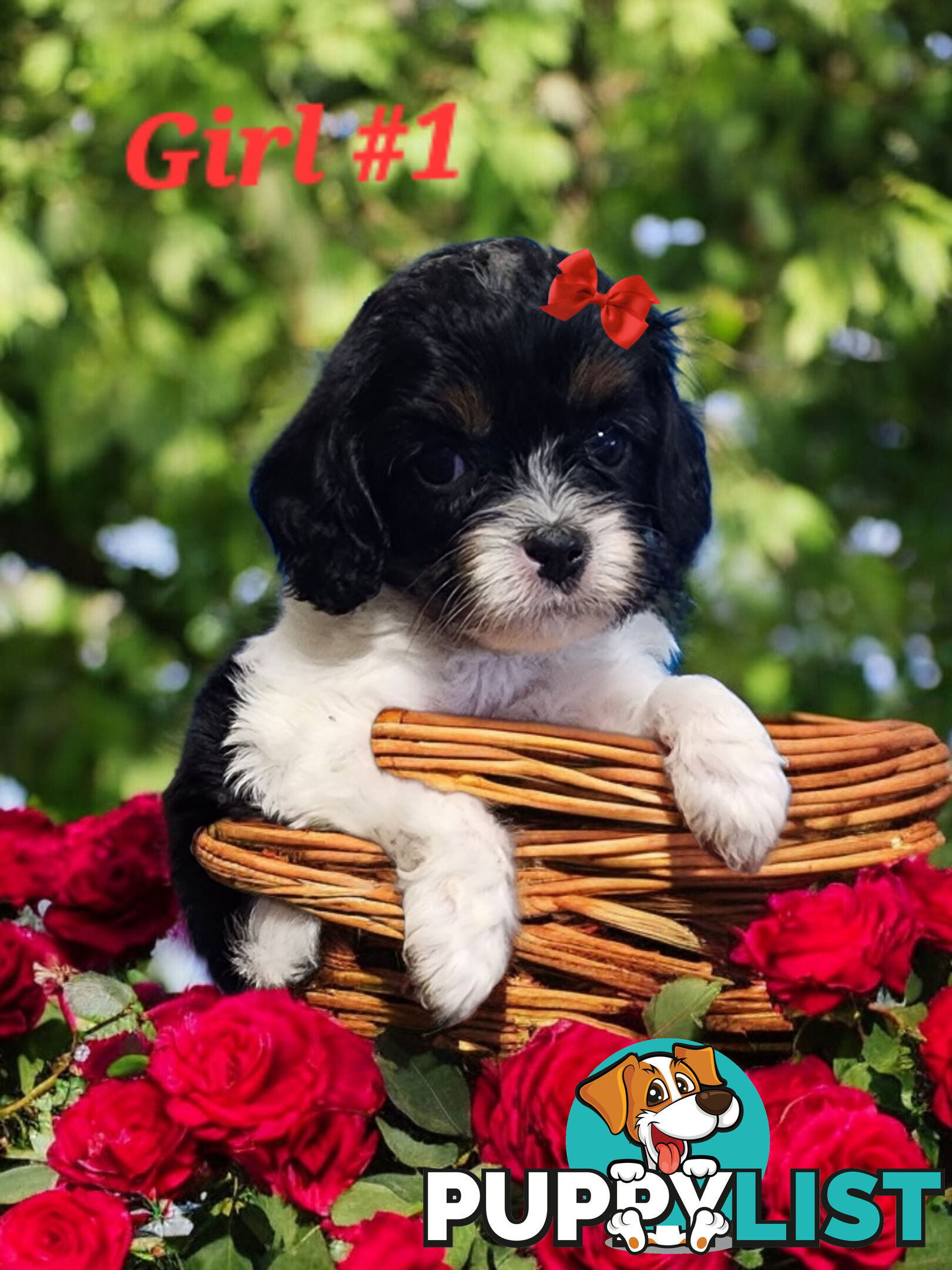 ADORABLE  TOY CAVOODLE PUPPIES 